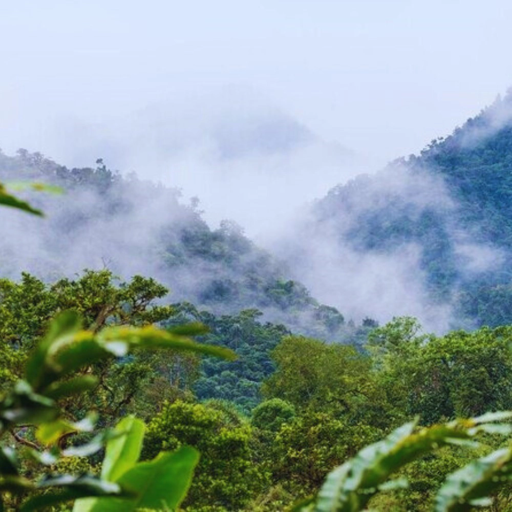 Cloud Forest