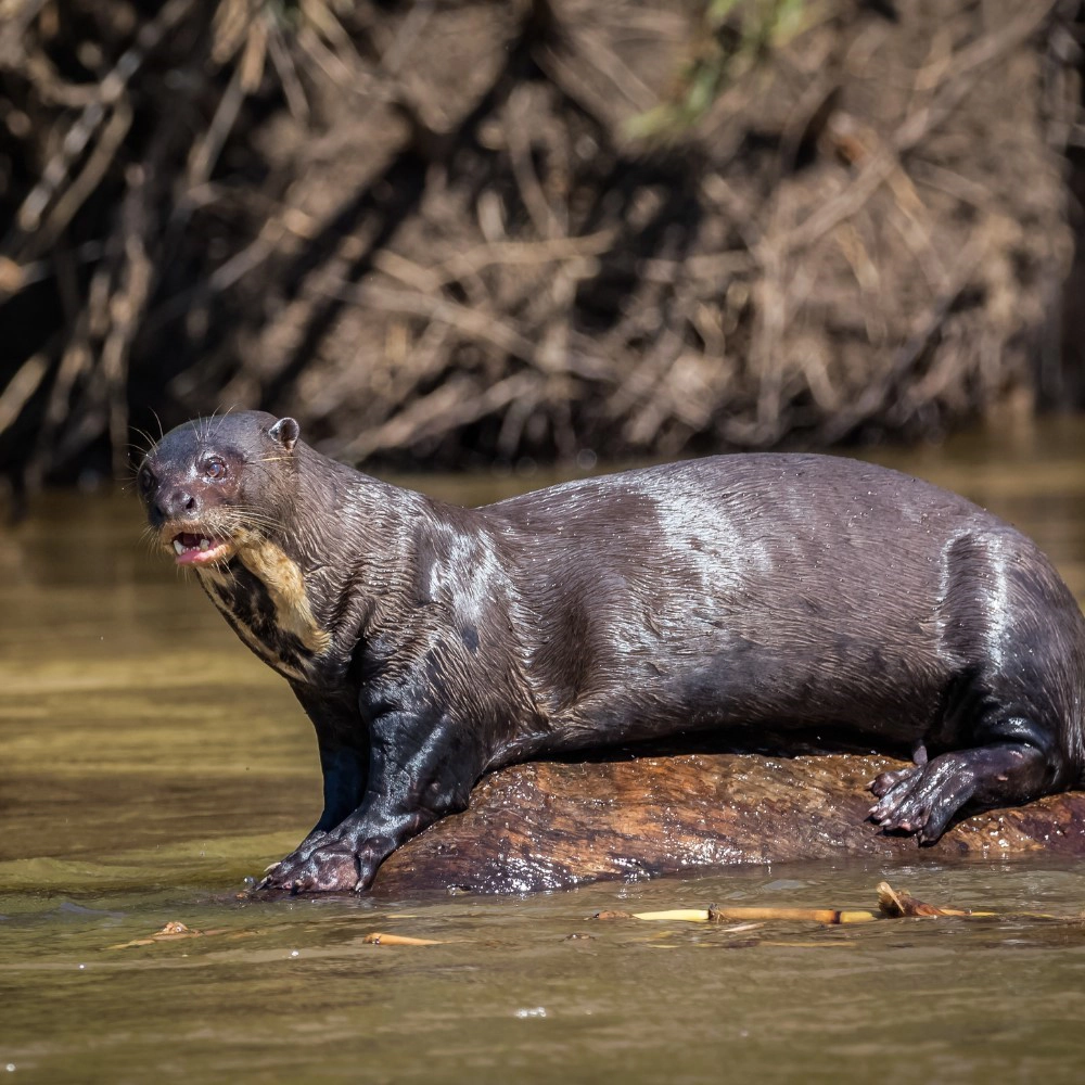 Giant Otters