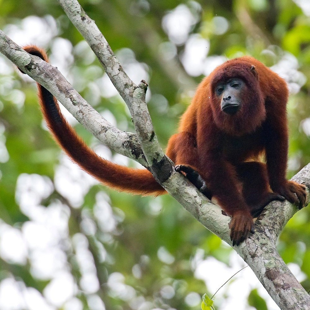 Red Howler Monkey