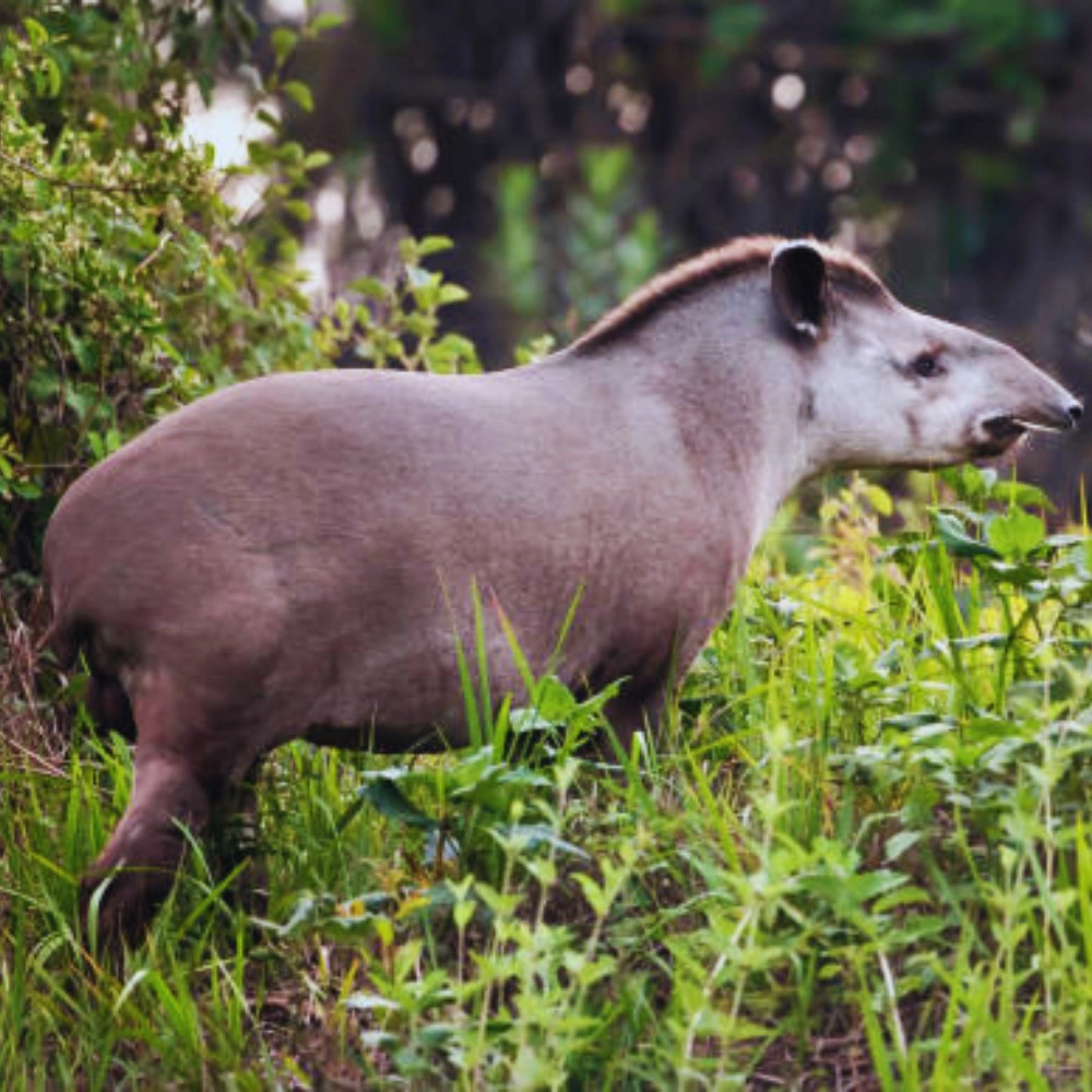 Tapir - Manu