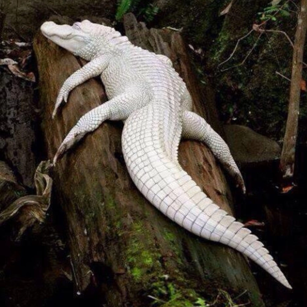 White Caiman