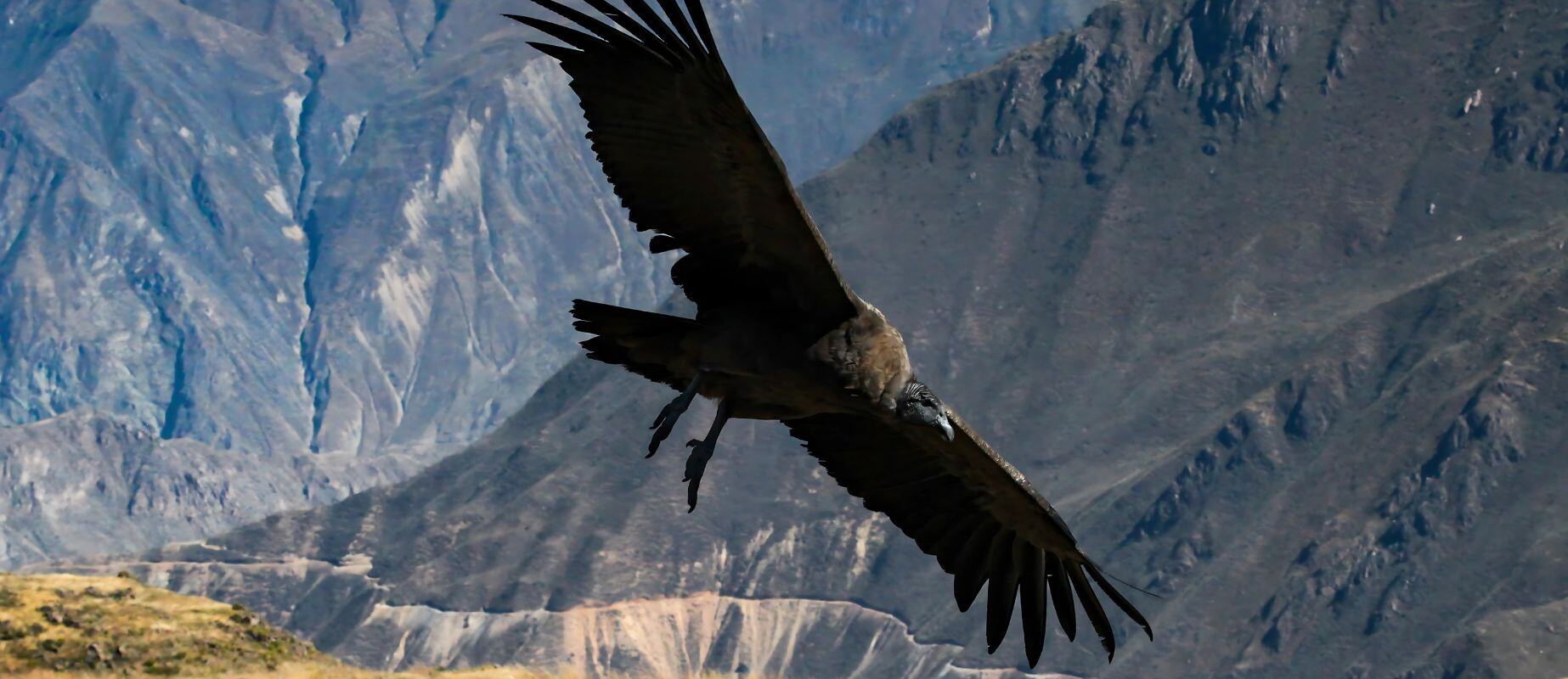 Condor Cross in the Colca Canyon