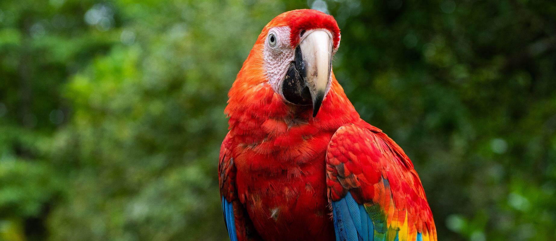 biodiversity of the peruvian rainforest