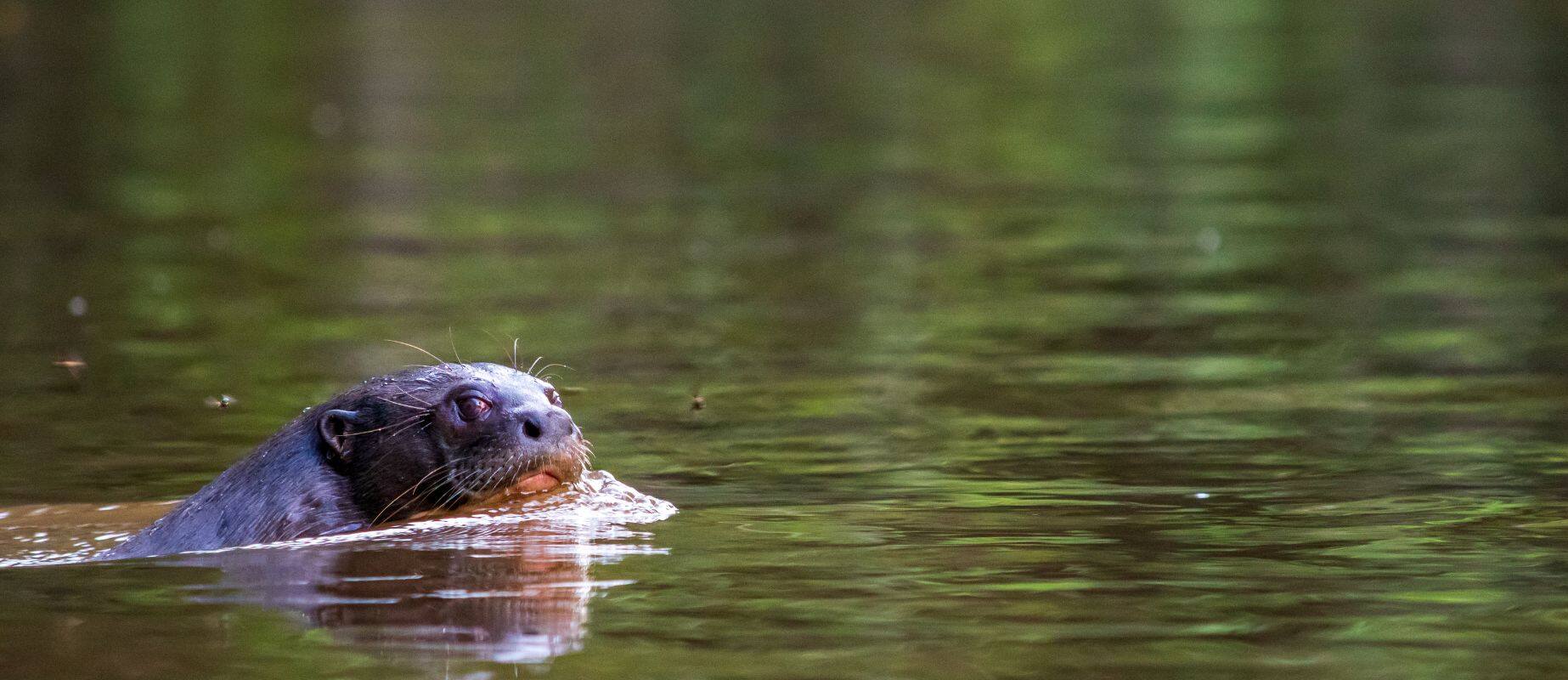 biodiversity in the peruvian amazon