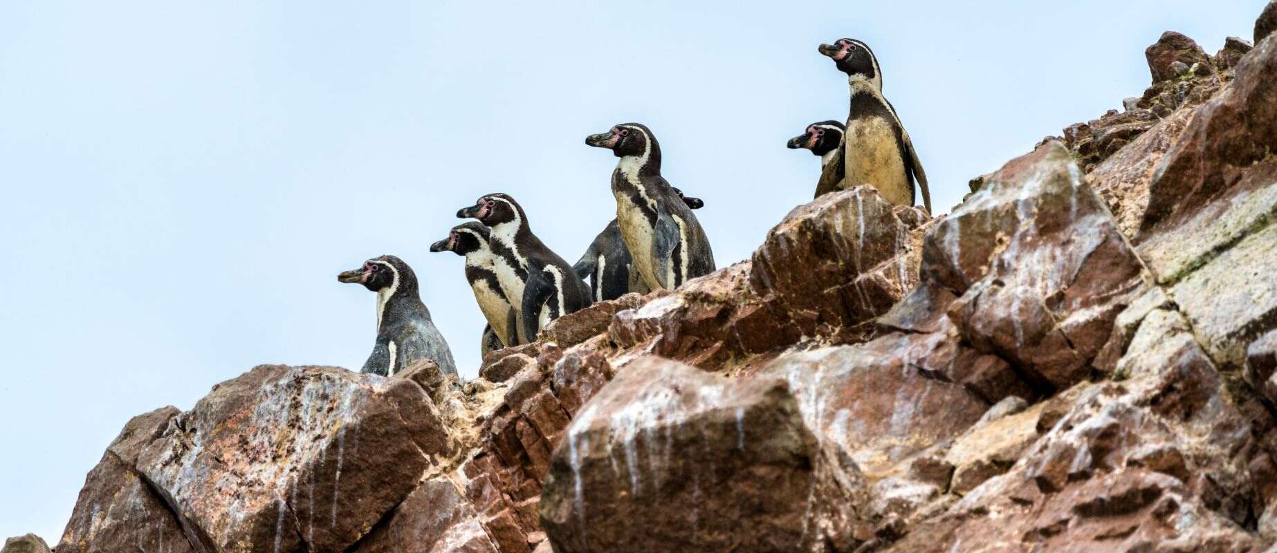 tour paracas peru